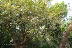 Syzygium salicifolium